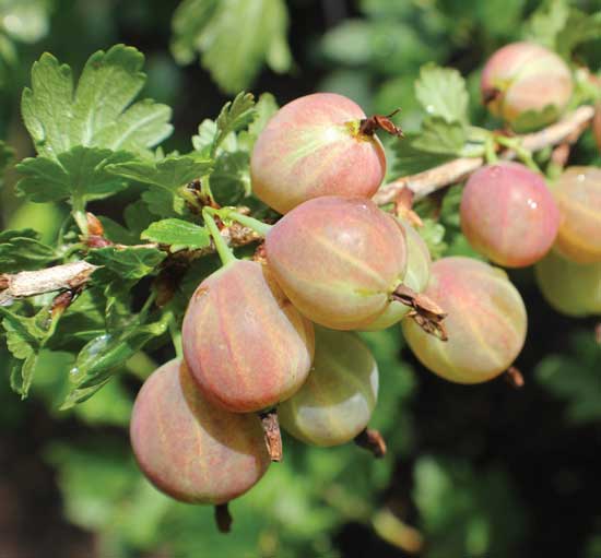 Amish gooseberries are heavy bearing and mildew resistant.